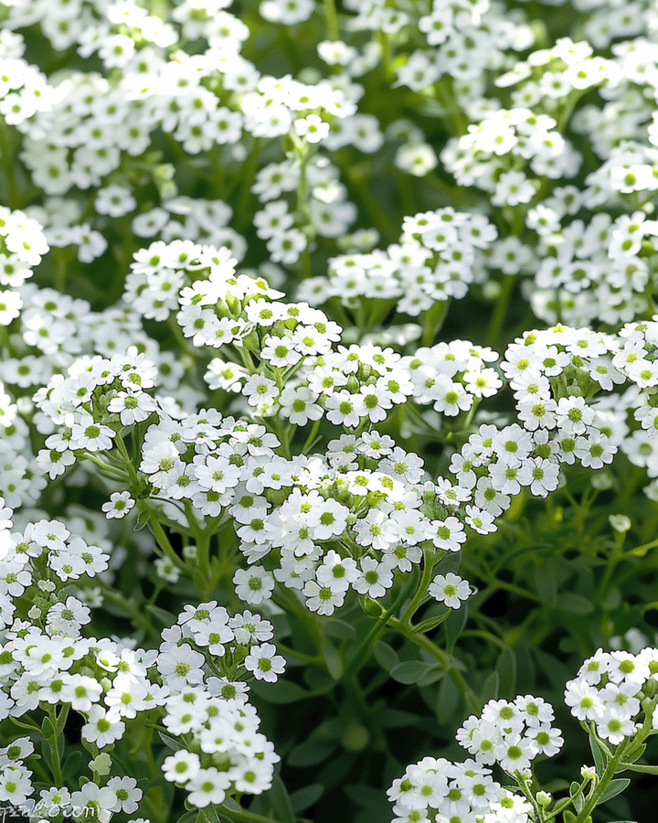 Semillas de Alyssum Snowcloth (Lobularia maritima) – planta anual