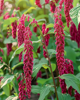 Semillas de amaranto colgante Amaranthus Caudatus anual