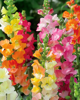 Semillas de boca de dragón Antirrhinum majus mezcla anual semitall