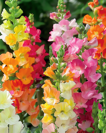 Semillas de boca de dragón Half Tall (Antirrhinum majus) – mezcla anual