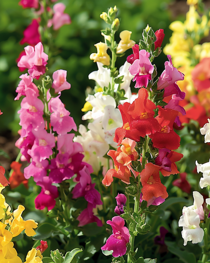 Semillas de boca de dragón Tom Thumb mezcla (Antirrhinum majus) – mezcla anual