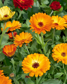 Semillas de caléndula Touch Of Red Calendula officinalis mezcla anual