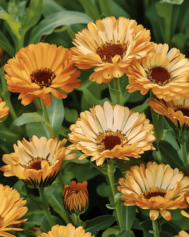 Sementes de Cravo-de-burro Touch Of Red Buff Calendula Officinalis Anual