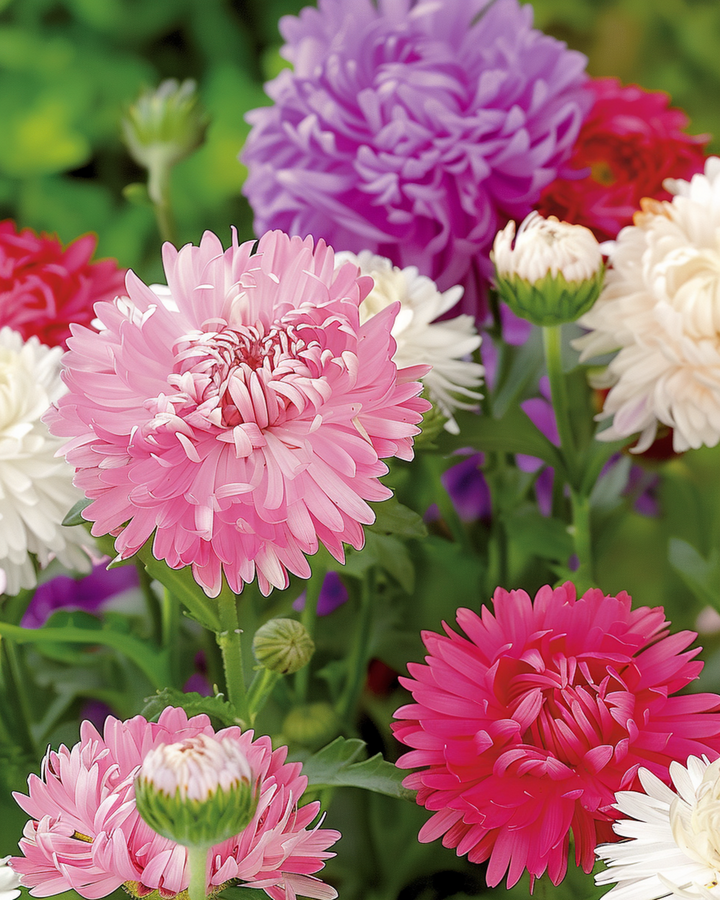 Semillas de Aster Ostrich Feather Mixed Colors (Callistephus chinensis) – mezcla anual