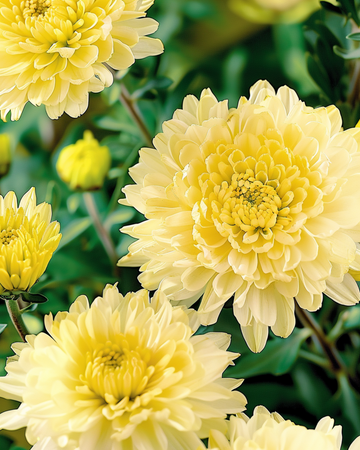 Semillas de aster Princess Yellow (Callistephus chinensis) – anual