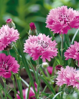 Semillas de aciano Pink Ball Centaurea cyanus flor anual