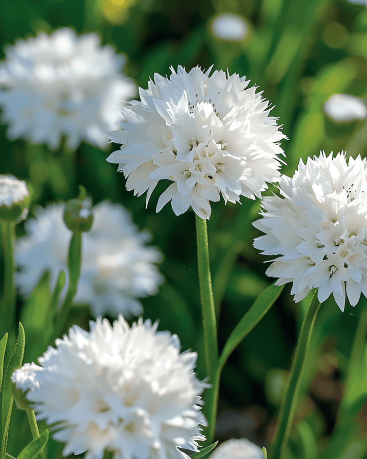 Semillas de aciano White Ball (Centaurea cyanus) – flor anual