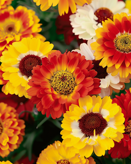 Semillas de crisantemo Chrysanthemum Carinatum flores anuales mezcladas