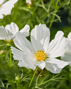 Semillas de Cosmos Hummingbird White Cosmos Bipinnatus Flor Anual