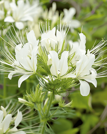 Sementes de Spiderflower White Queen (Cleome hassleriana) – flor anual