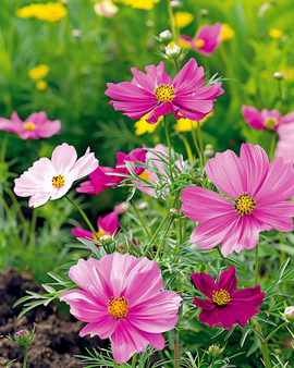 Semillas de Cosmos Dwarf Sensation Mixed Cosmos Bipinnatus Anual