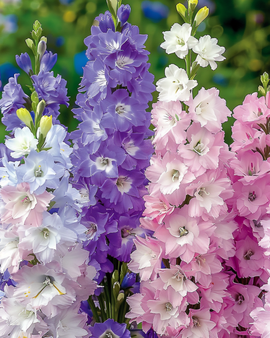 Semillas de espuela de caballero Delphinium ajacis variedad anual enana mezclada