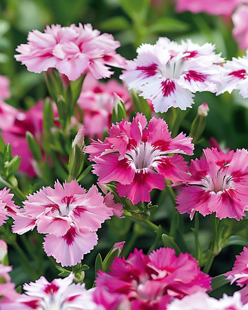 Semillas de clavelina Wee Willie (Dianthus barbatus) – flor anual