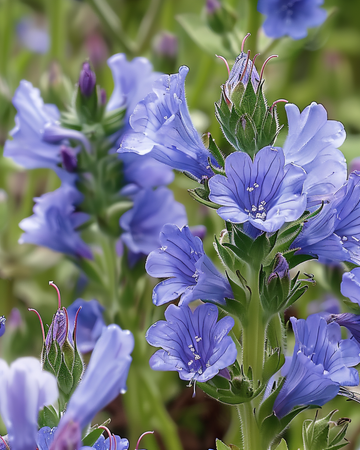 Semillas de viborera (Echium plantagineum) – flor anual