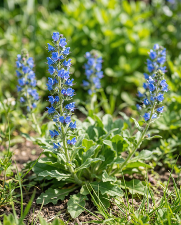 Viborera (Echium plantagineum) – semillas de flor anual de SeedsChoice