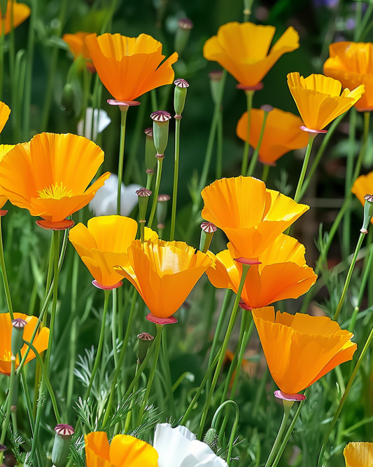 Flores simples em mistura – sementes de flores anuais da SeedsChoice