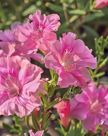 Semillas de Godetia Sweetheart Pink Flowered Azalea (Clarkia amoena) – flor anual