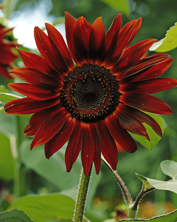 Sementes de girassol Evening Sun (Helianthus annuus) – flor anual