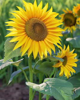 Semillas de girasol Sunspot Helianthus annuus anual