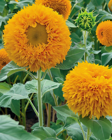Semillas de girasol Sungold Double Flowered Dwarf (Helianthus annuus) – flor anual