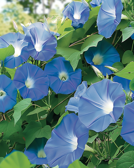 Semillas de flor trepadora anual Clarks Blue Ipomoea Tricolor anual