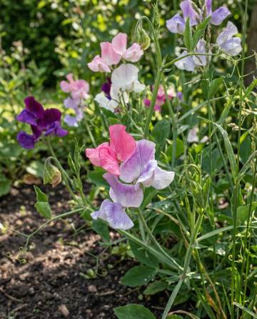 Semillas de guisante de olor Sweet Pea Colorama Mix (Lathyrus odoratus) – flor anual de SeedsChoice