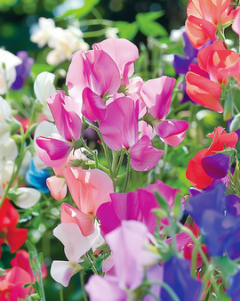 Sementes de ervilha-de-cheiro Colorama Mix anual Lathyrus odoratus