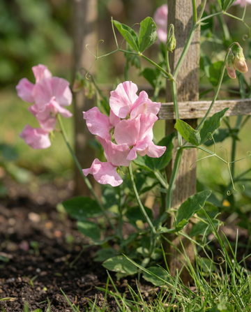 Semillas de guisante de olor Royal Family Pink (Lathyrus odoratus) – flor anual de SeedsChoice