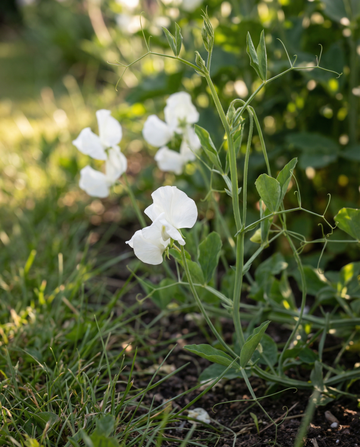 Semillas de guisante de olor Royal Family White (Lathyrus odoratus) – flor anual de SeedsChoice