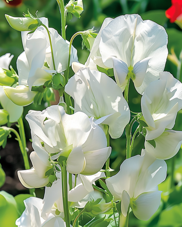 Semillas de guisante de olor Royal Family White (Lathyrus odoratus) – flor anual