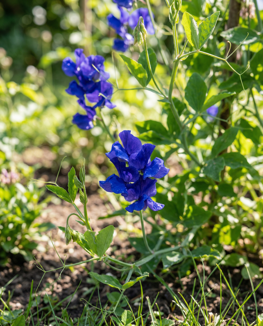 Guisante de olor Royal Family Blue (Lathyrus odoratus) – semillas de flor anual de SeedsChoice