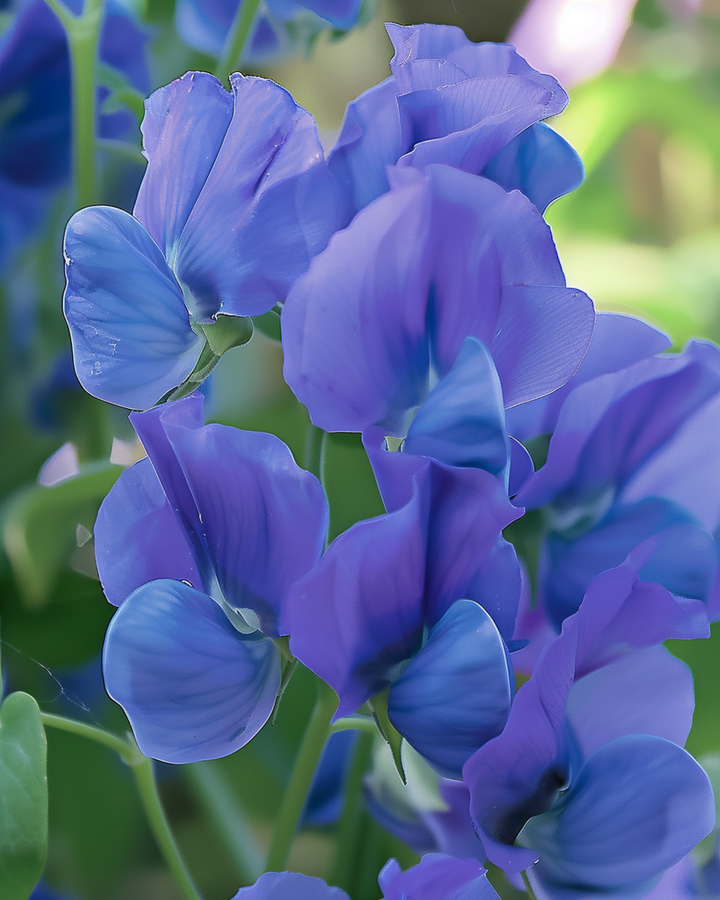 Semillas de guisante de olor Royal Family Blue (Lathyrus odoratus) – flor anual