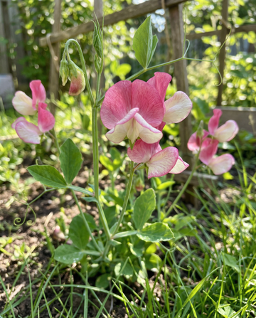 Guisante de olor Painted Lady Climber (Lathyrus odoratus) – semillas de trepadora anual de SeedsChoice