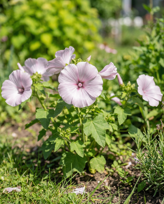 Malva Silver Cup (Lavatera trimestris) – semillas de flor anual de SeedsChoice