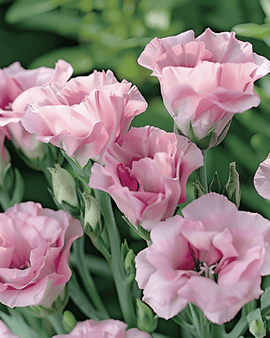 Semillas de Lisianthus Pink Single Eustoma Russellianum flor anual