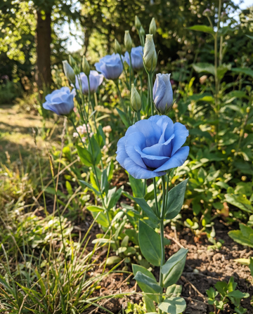 Lisianthus Sky Blue (Eustoma grandiflorum) – semillas de flor anual de SeedsChoice