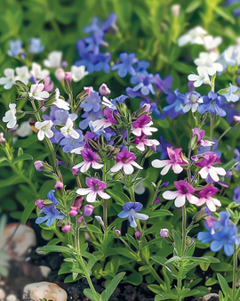 Semillas de lobelia String Of Pearls Lobelia erinus anual colores variados