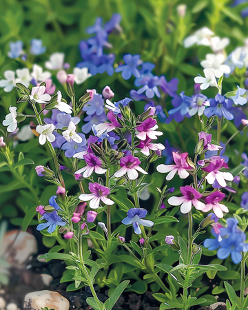 Semillas de mezcla String Of Pearls (Lobelia erinus) – mezcla anual