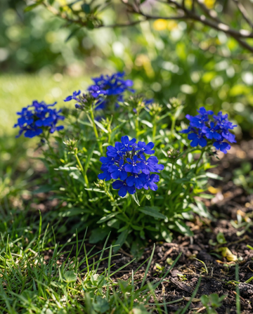 Crystal Palace (Lobelia erinus) – sementes de flor anual da SeedsChoice