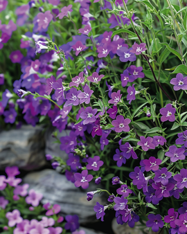 Semillas de lobelia colgante Lobelia Erinus anual Sapphire