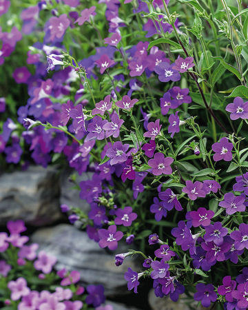Sementes Trailing Sapphire (Lobelia erinus) – anual
