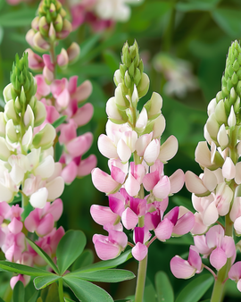 Semillas de lupino Pink Fairy Lupinus elegans flores anuales