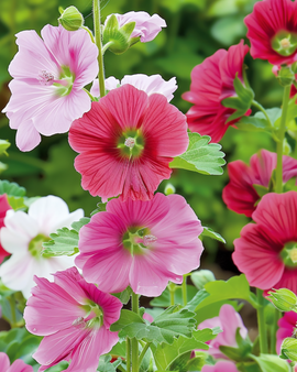 Semillas de Malope Malope Trifida anual colores mixtos Grandiflora