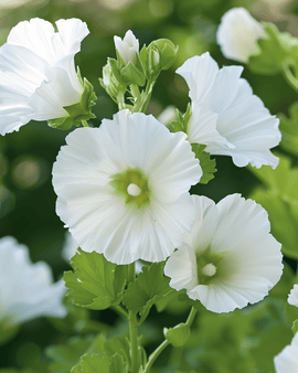 Semillas de Malope White Queen Malope Trifida flor anual