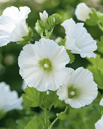 Sementes White Queen (Malope trifida) – flor anual
