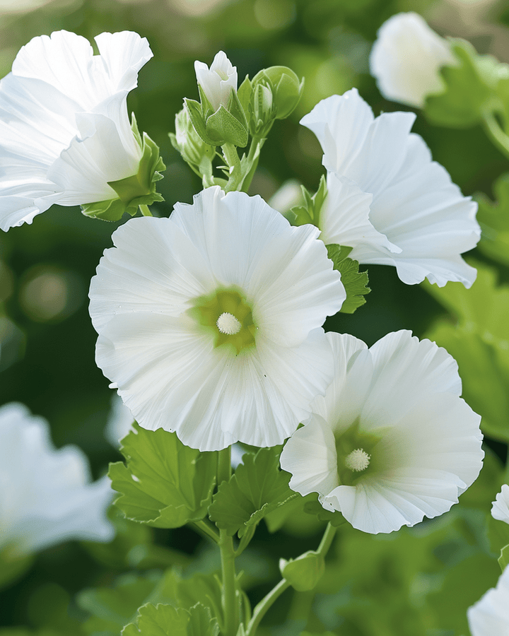 Sementes White Queen (Malope trifida) – flor anual