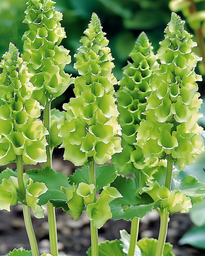 Sementes de Molucela Irish Bells Cut (Moluccella laevis) – flor