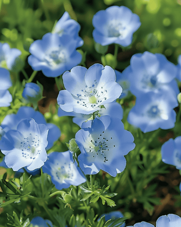 Sementes Baby Blue Eyes Sky (Nemophila menziesii) – anual