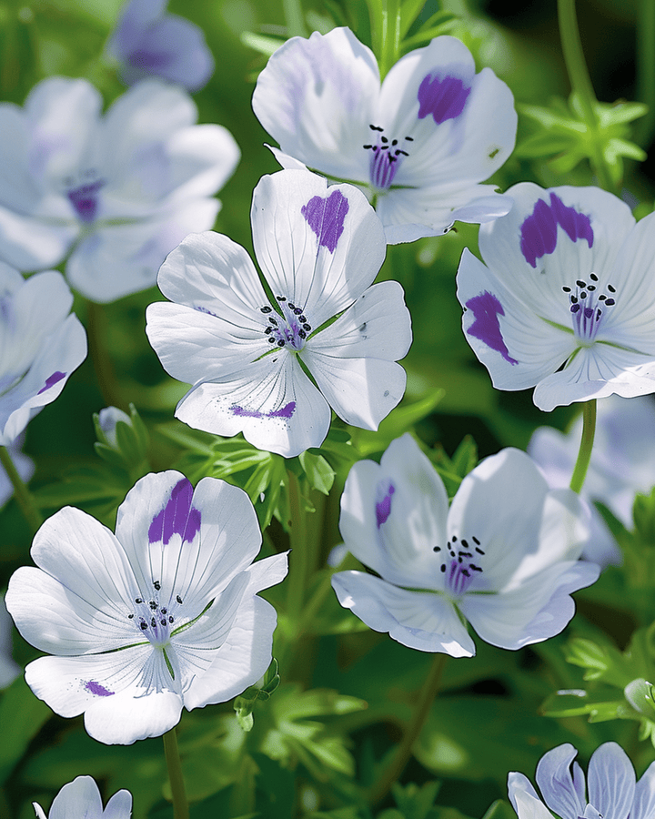 Semillas de Baby Blue Eyes (Nemophila maculata) – flor anual