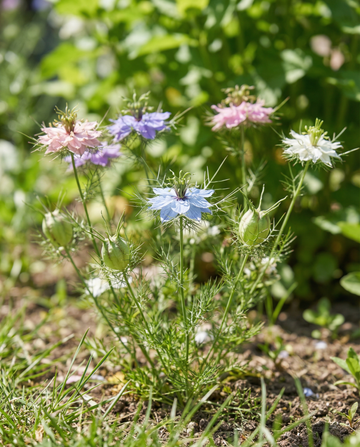 Love In The Mist Persian Jewels (Nigella damascena) – semillas de mezcla anual de SeedsChoice